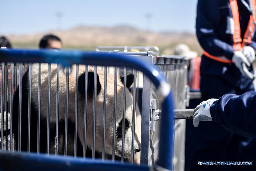 CHINA-QINGHAI-PANDAS GIGANTES