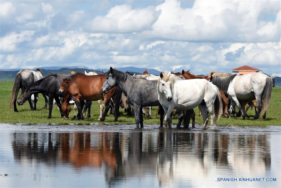 CHINA-GANSU-CABALLOS HEQU