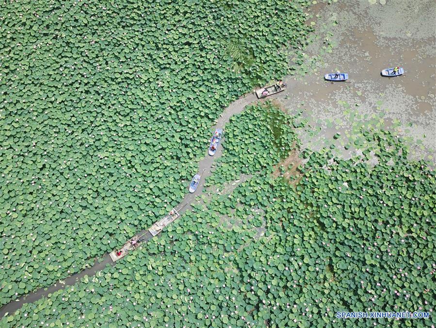 CHINA-JIANGSU-RIZOMA DE LOTO-COSECHA