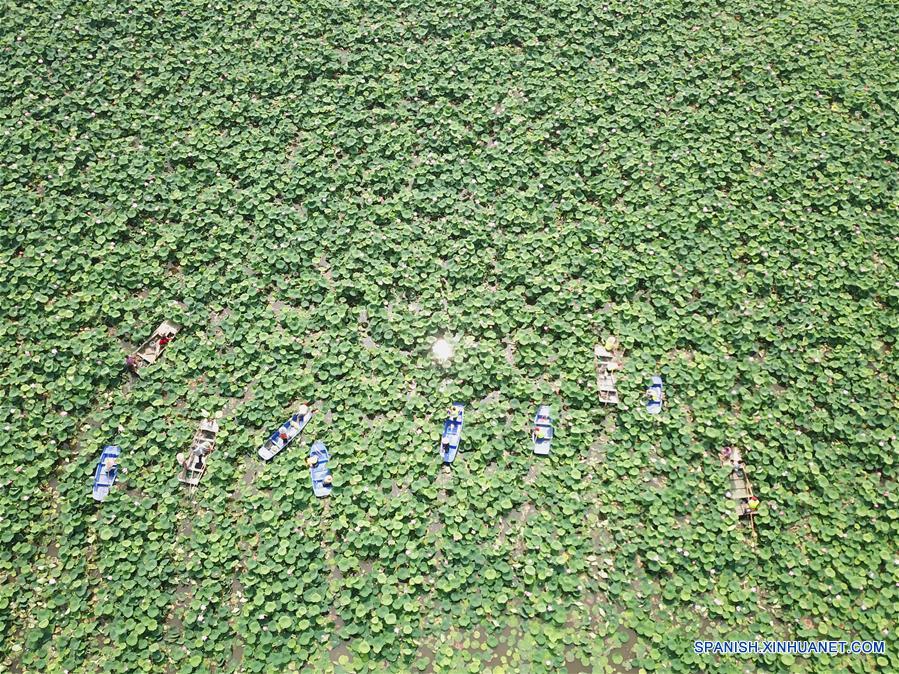 CHINA-JIANGSU-RIZOMA DE LOTO-COSECHA