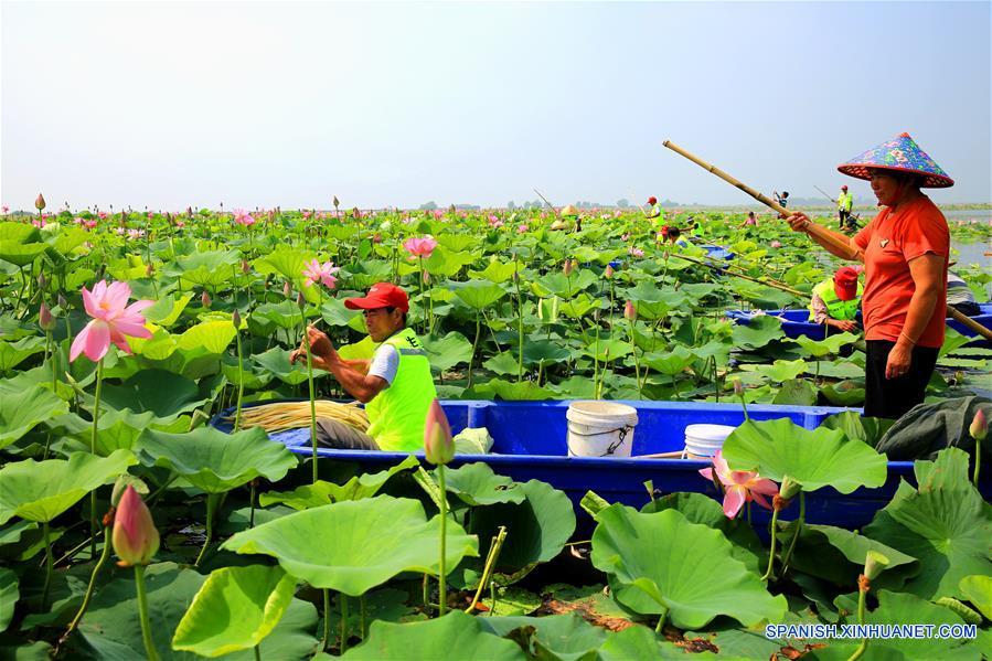 CHINA-JIANGSU-RIZOMA DE LOTO-COSECHA