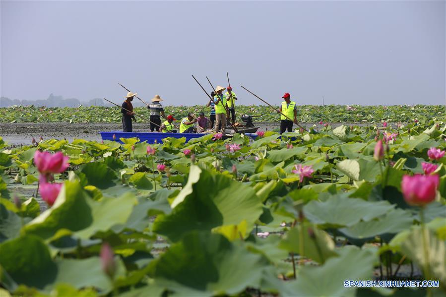 CHINA-JIANGSU-RIZOMA DE LOTO-COSECHA