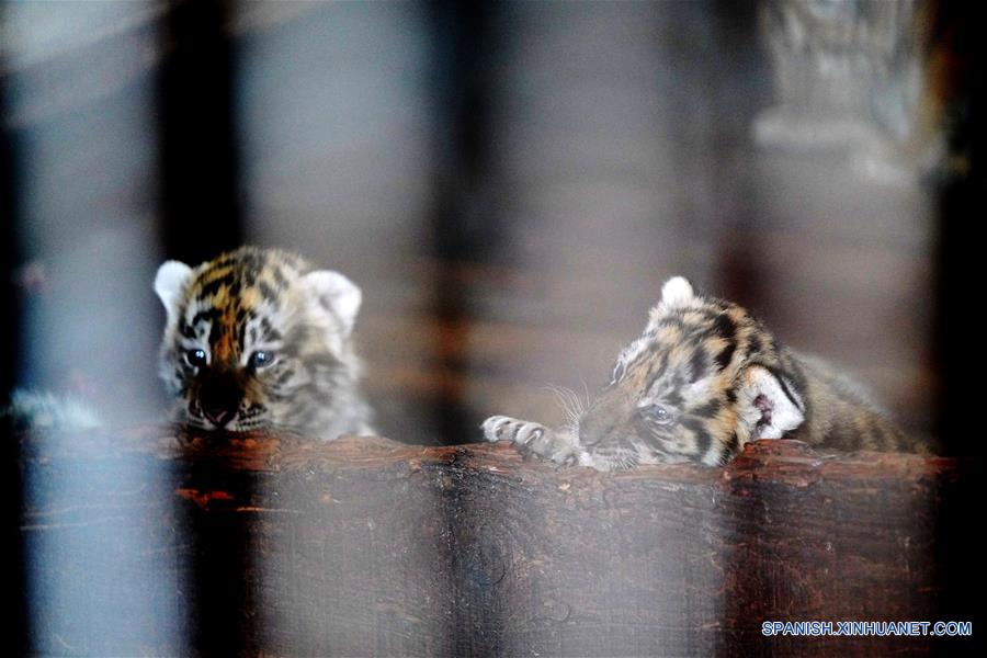 CHINA-HEILONGJIANG-CACHORROS DE TIGRE SIBERIANO  