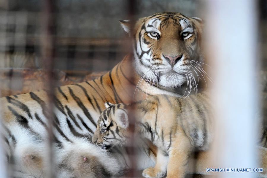 CHINA-HEILONGJIANG-CACHORROS DE TIGRE SIBERIANO  