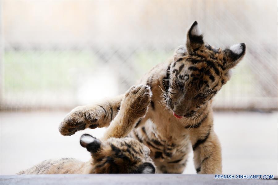CHINA-HEILONGJIANG-CACHORROS DE TIGRE SIBERIANO  