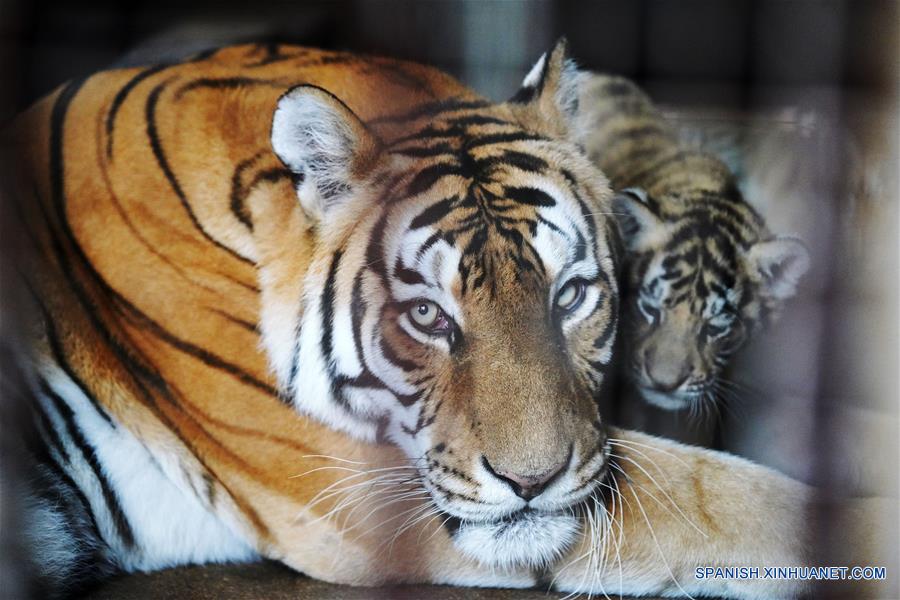 CHINA-HEILONGJIANG-CACHORROS DE TIGRE SIBERIANO  