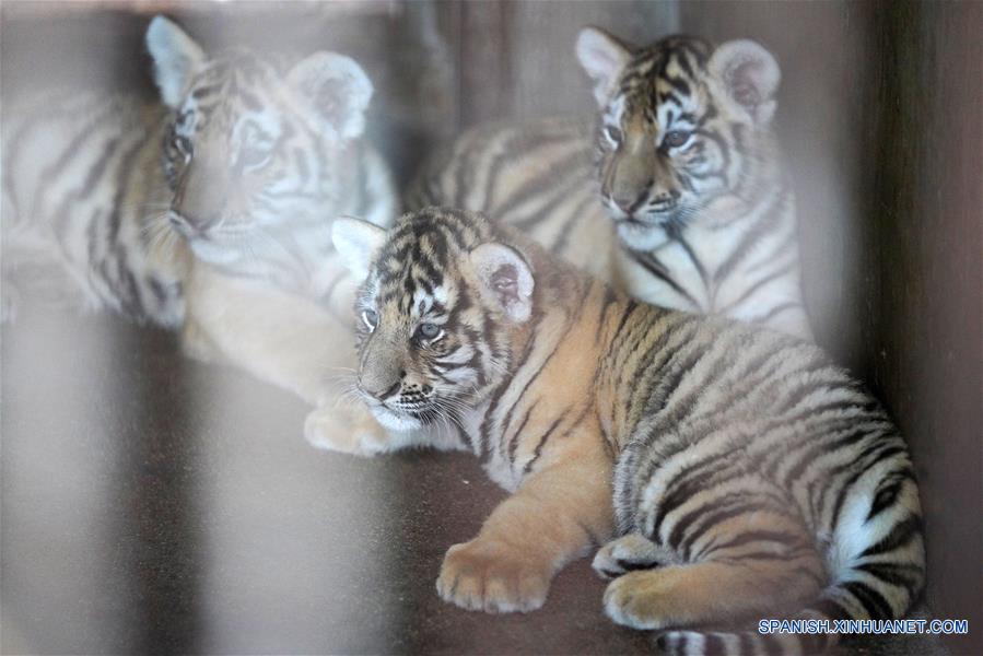 CHINA-HEILONGJIANG-CACHORROS DE TIGRE SIBERIANO  