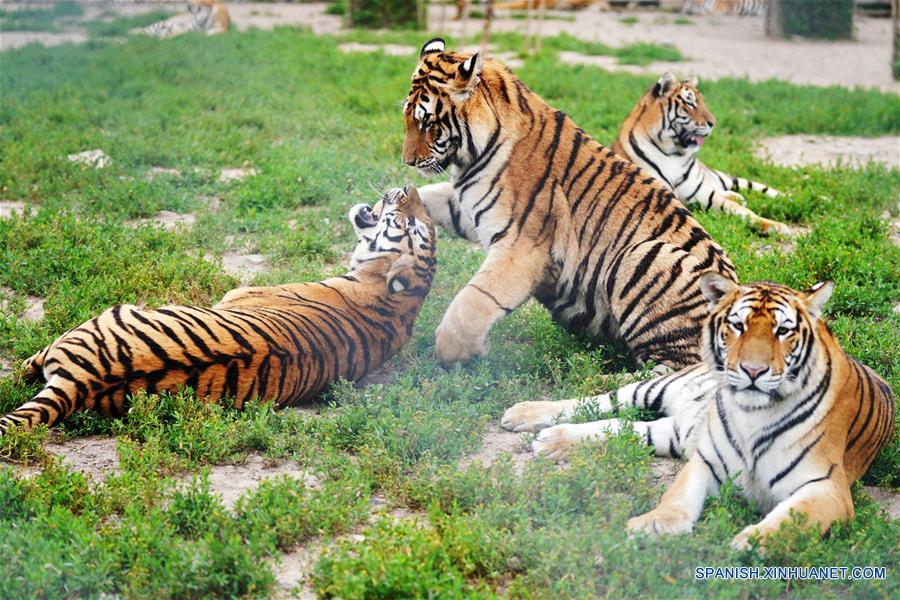 CHINA-HEILONGJIANG-VERANO-TIGRES SIBERIANOS