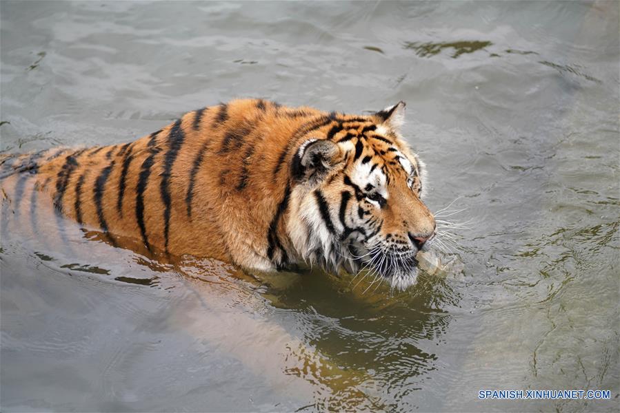 CHINA-HEILONGJIANG-VERANO-TIGRES SIBERIANOS