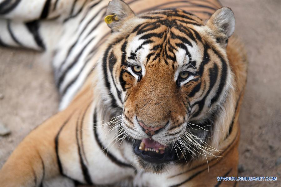 CHINA-HEILONGJIANG-VERANO-TIGRES SIBERIANOS