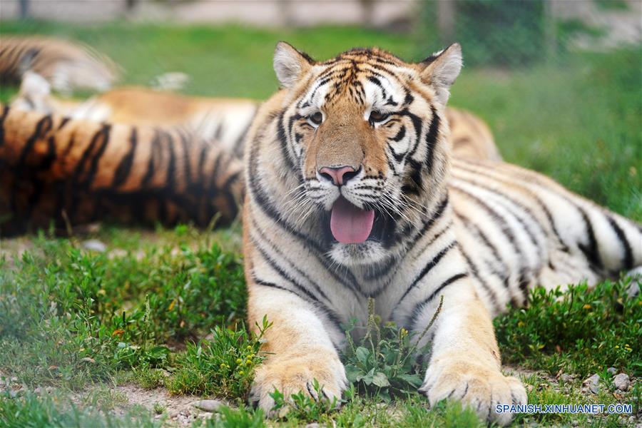 CHINA-HEILONGJIANG-VERANO-TIGRES SIBERIANOS