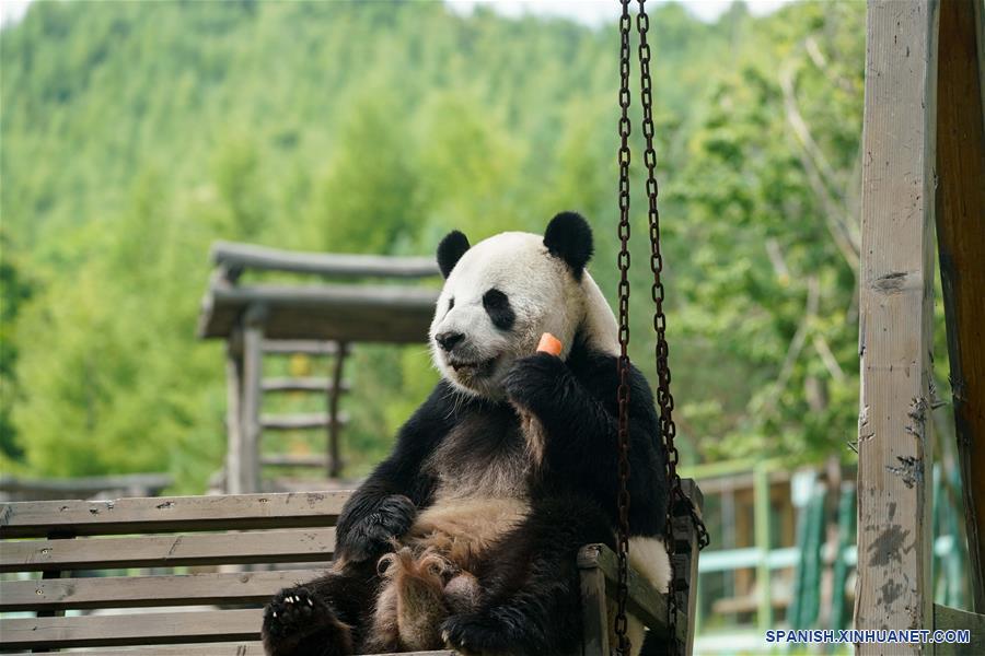 CHINA-HEILONGJIANG-PANDAS GIGANTES  