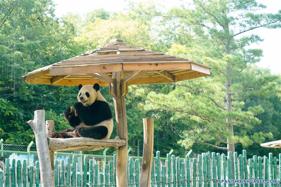 CHINA-HEILONGJIANG-PANDAS GIGANTES  