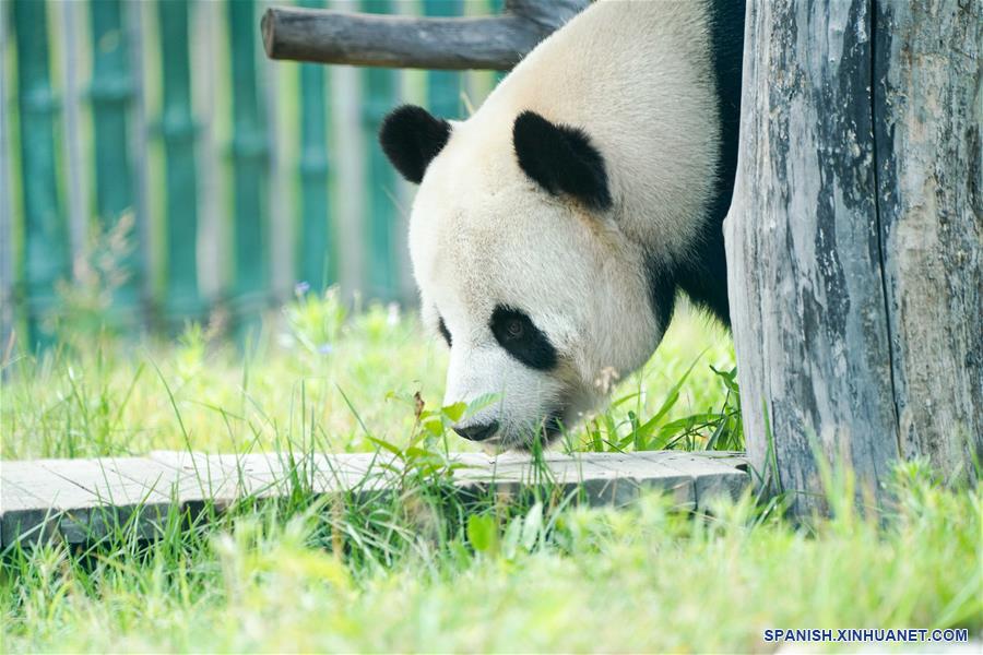 CHINA-HEILONGJIANG-PANDAS GIGANTES  