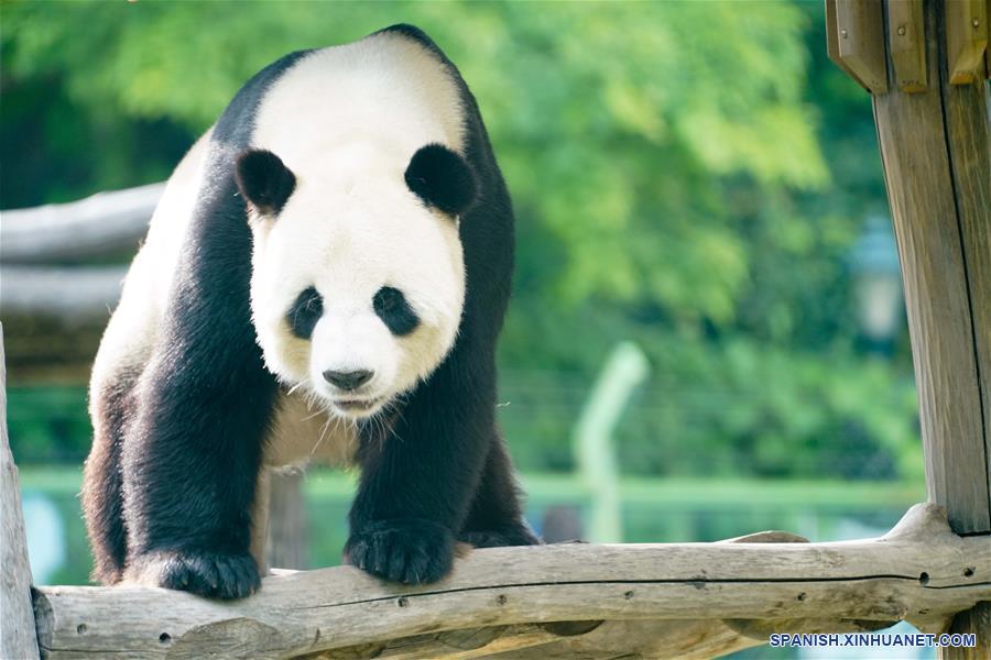 CHINA-HEILONGJIANG-PANDAS GIGANTES  
