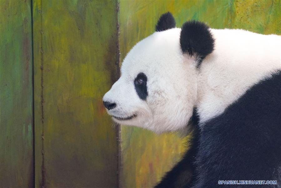 CHINA-HEILONGJIANG-PANDAS GIGANTES  