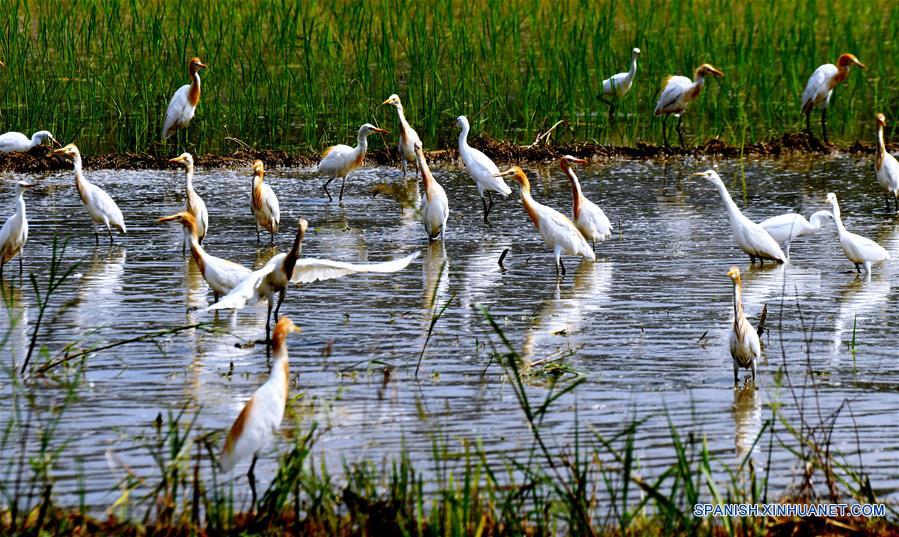 CHINA-FUJIAN-AVES