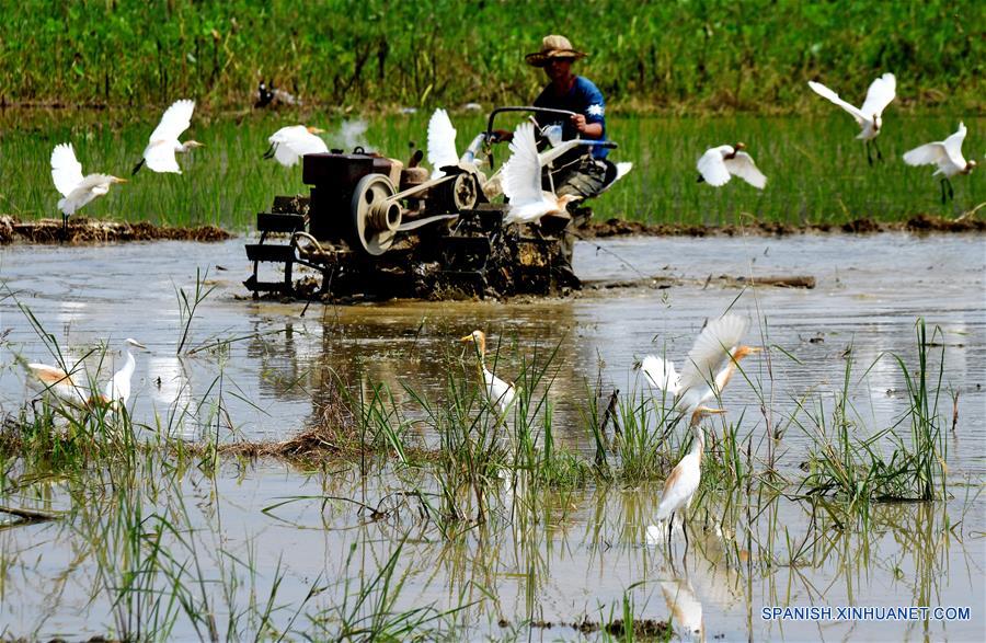 CHINA-FUJIAN-AVES