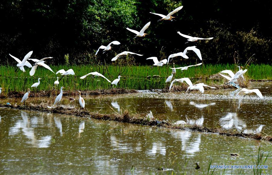 CHINA-FUJIAN-AVES