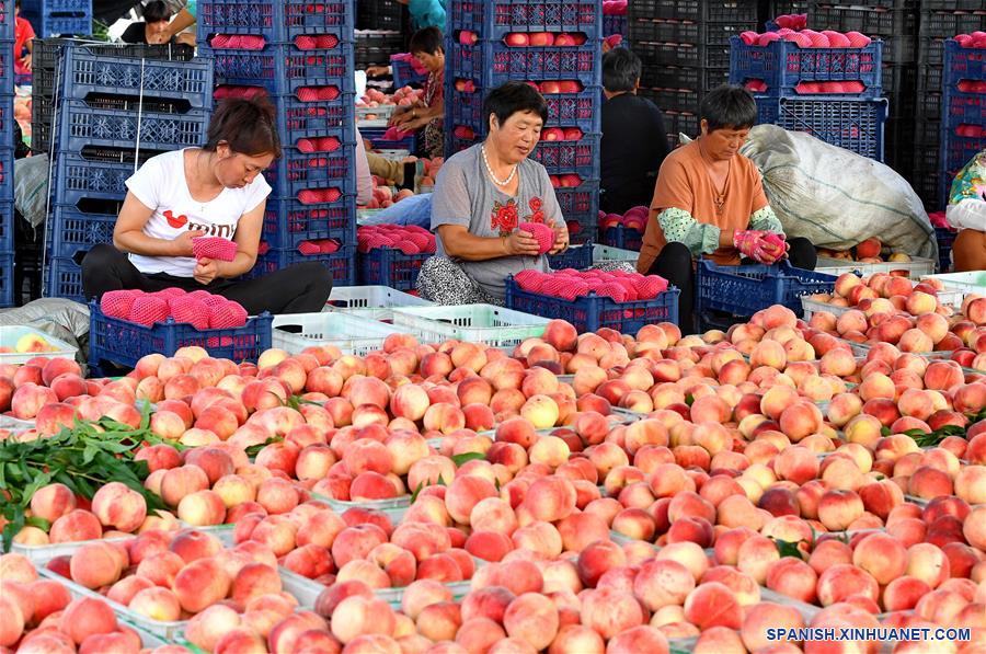 CHINA-HEBEI-DURAZNOS-ECONOMIA RURAL 