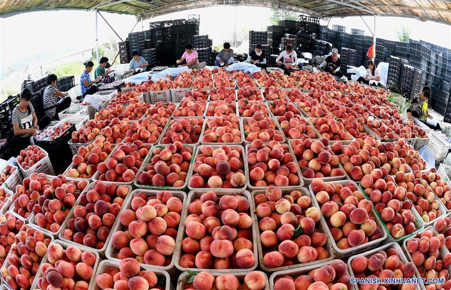 CHINA-HEBEI-DURAZNOS-ECONOMIA RURAL 