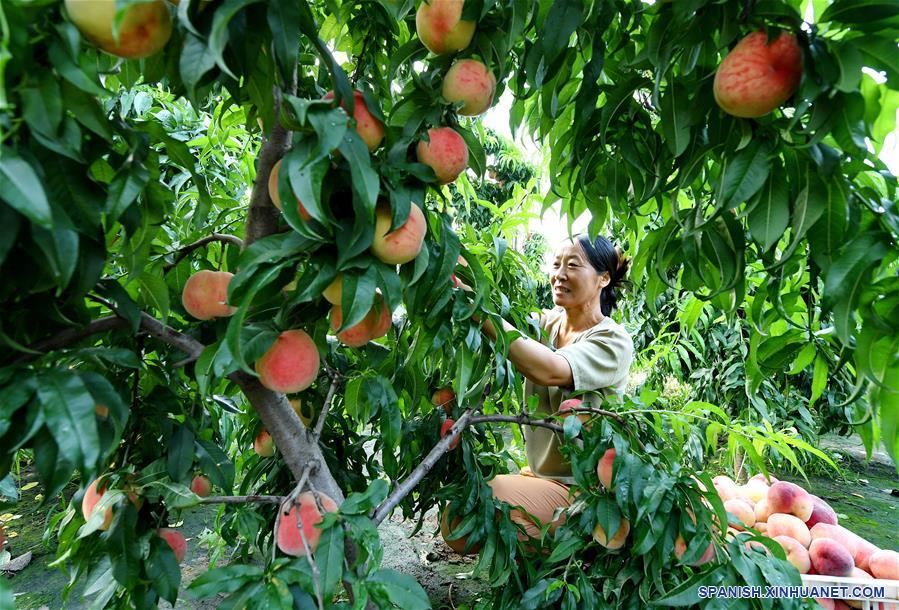 CHINA-HEBEI-DURAZNOS-ECONOMIA RURAL 