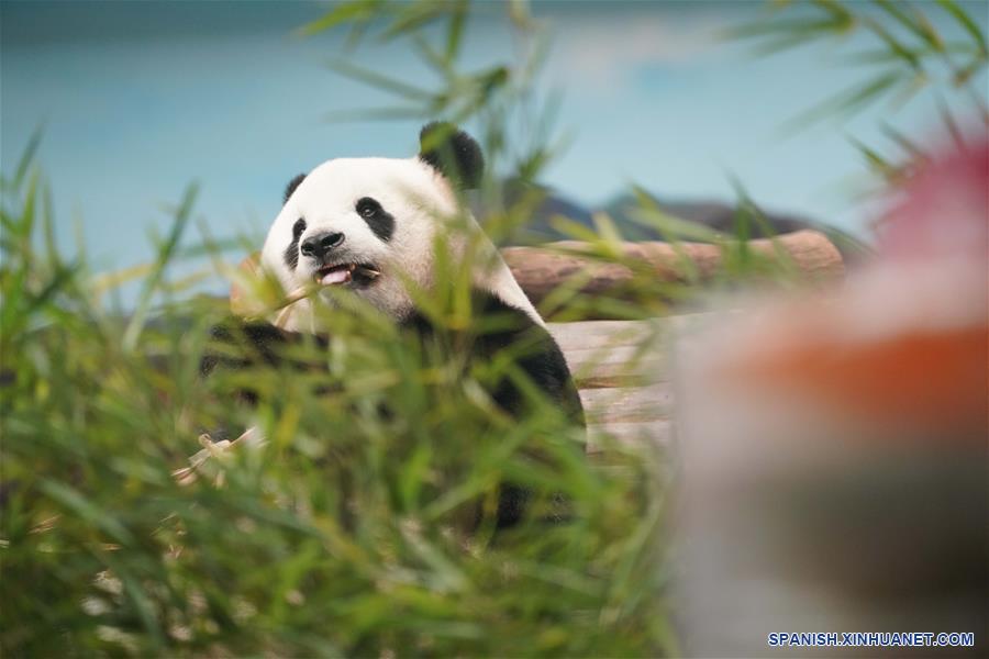 CHINA-HEILONGJIANG-PANDA-CUMPLEAÑOS