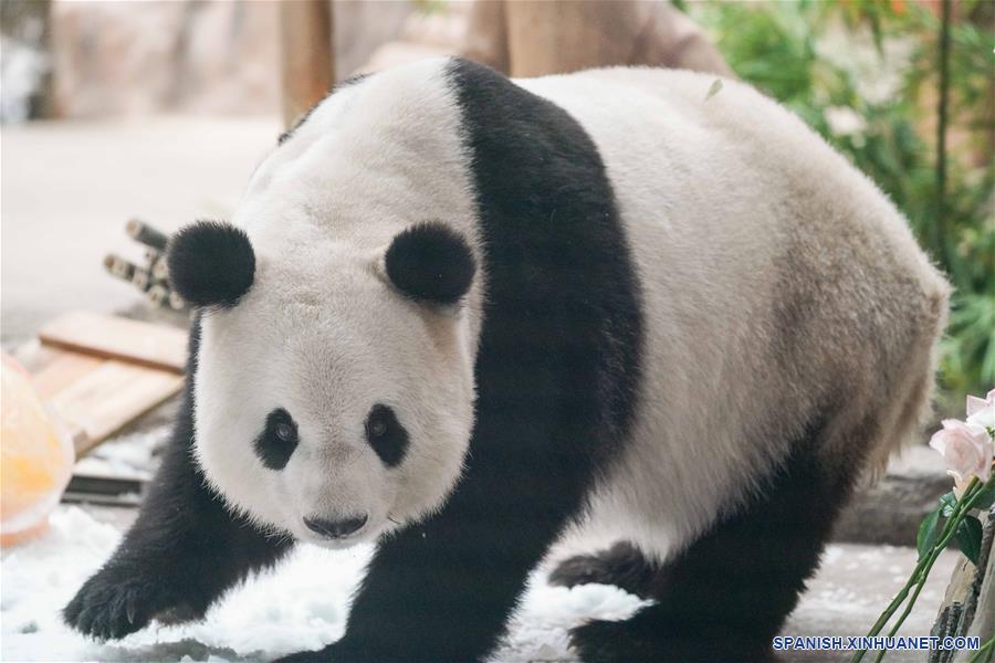 CHINA-HEILONGJIANG-PANDA-CUMPLEAÑOS