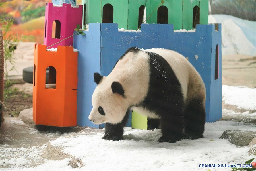 CHINA-HEILONGJIANG-PANDA-CUMPLEAÑOS