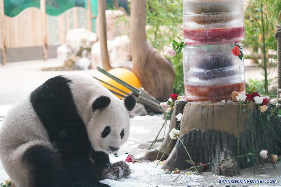 CHINA-HEILONGJIANG-PANDA-CUMPLEAÑOS