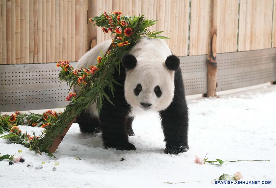CHINA-HEILONGJIANG-PANDA-CUMPLEAÑOS