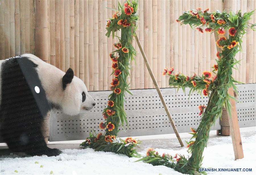 CHINA-HEILONGJIANG-PANDA-CUMPLEAÑOS