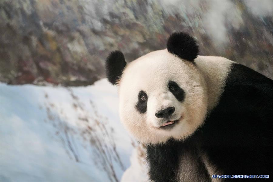 CHINA-HEILONGJIANG-PANDA-CUMPLEAÑOS