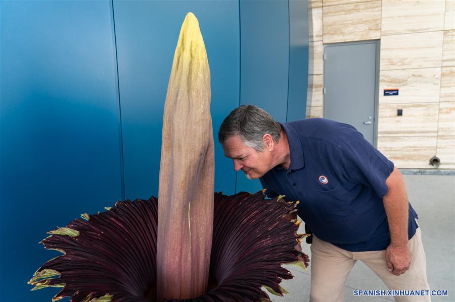 EEUU-CALIFORNIA-ARO GIGANTE-FLORECIMIENTO