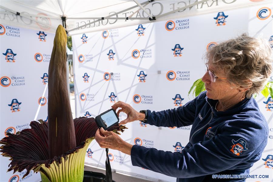 EEUU-CALIFORNIA-ARO GIGANTE-FLORECIMIENTO