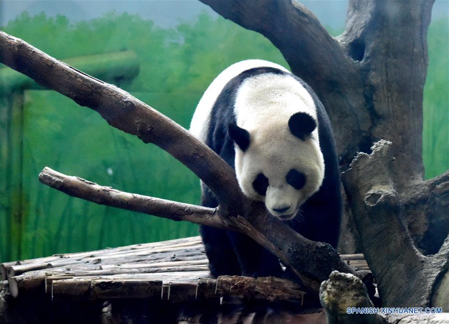 CHINA-TAIPEI-PANDAS GIGANTES-CUMPLEAÑOS