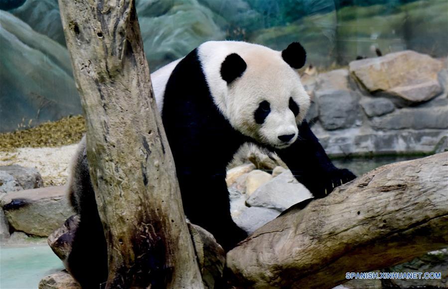 CHINA-TAIPEI-PANDAS GIGANTES-CUMPLEAÑOS