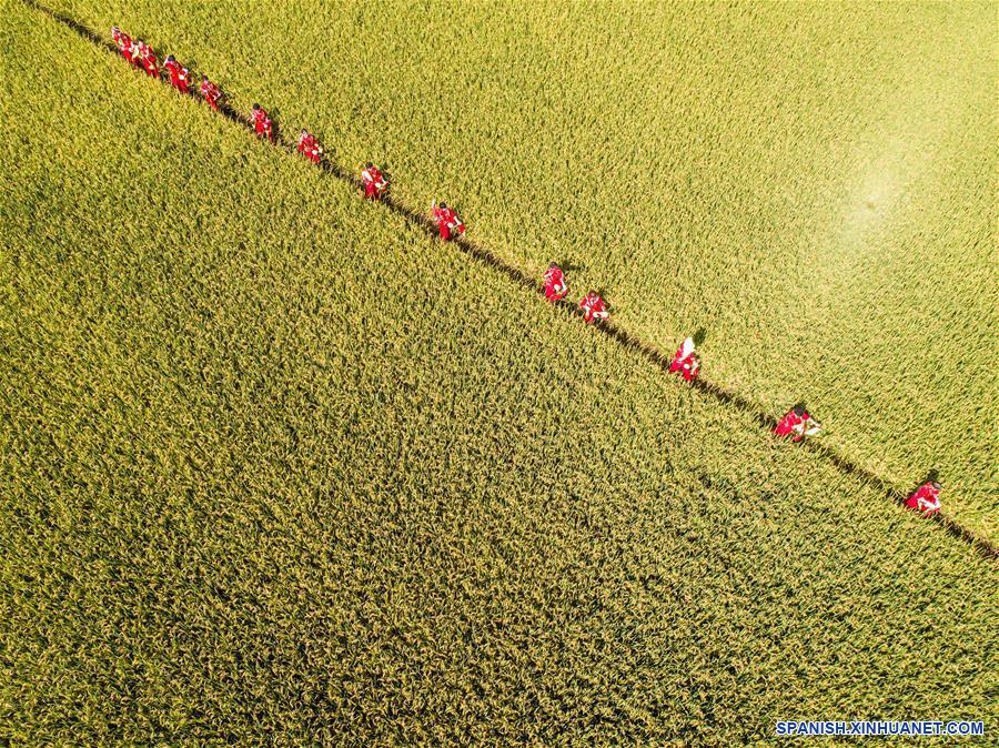 CHINA-ZHEJIANG-ARROZ-COSECHA