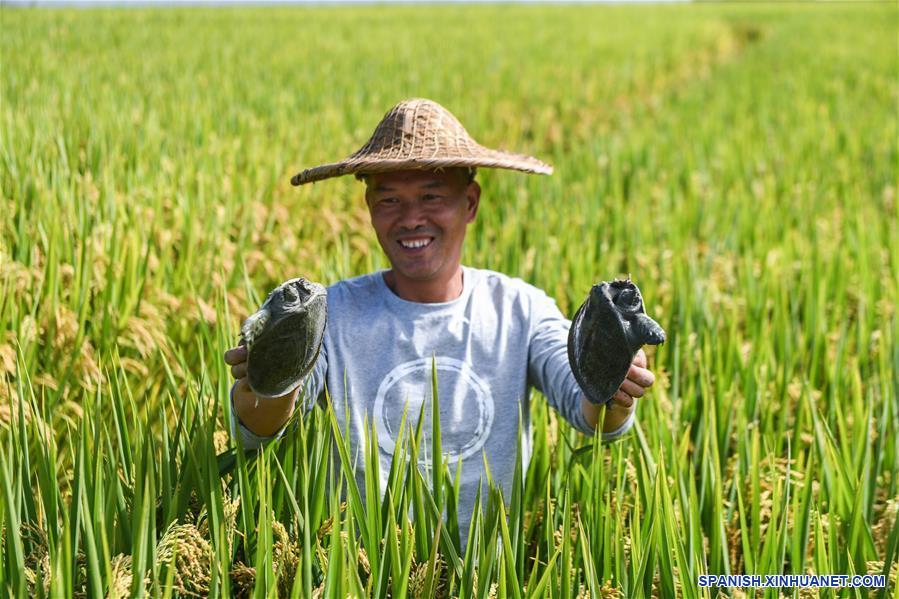 CHINA-ZHEJIANG-ARROZ-COSECHA