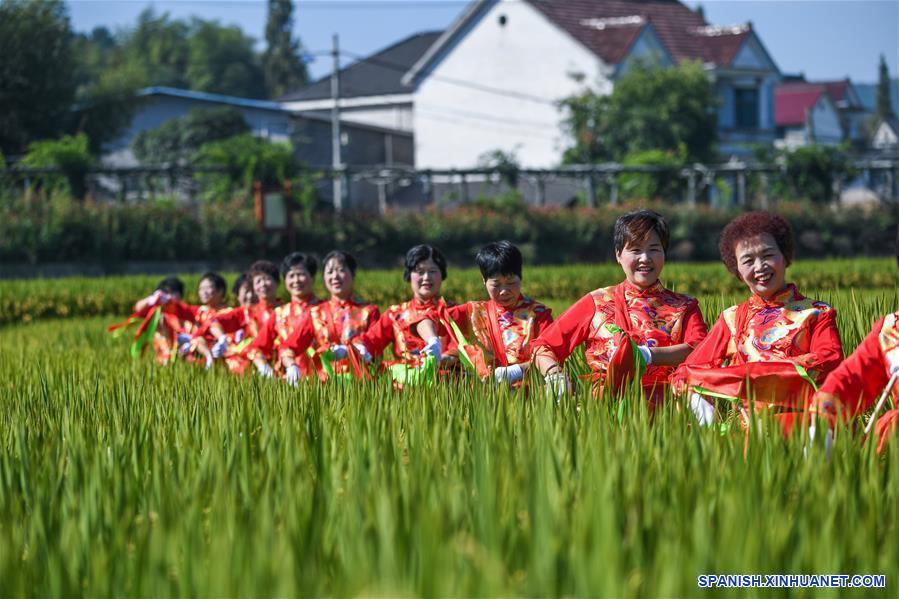CHINA-ZHEJIANG-ARROZ-COSECHA