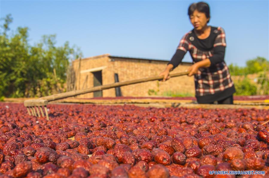 CHINA-HEBEI-DATILES ROJOS-COSECHA