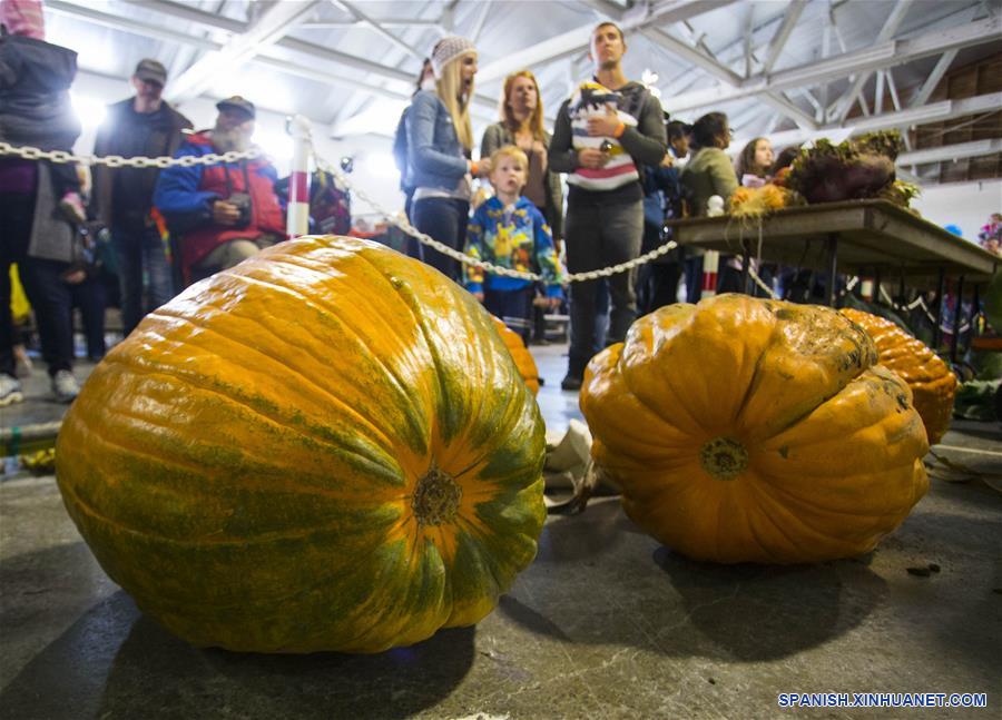 CANADA-ONTARIO-CALABAZAS GIGANTES 