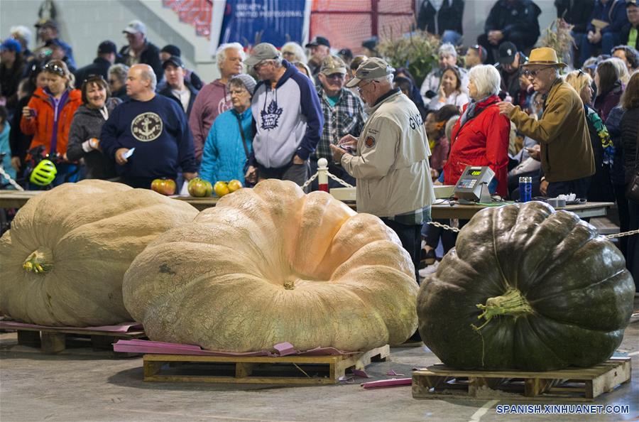 CANADA-ONTARIO-CALABAZAS GIGANTES 