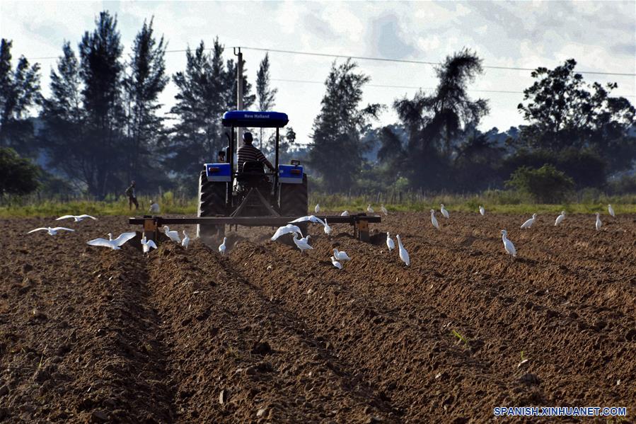 CUBA-PINAR DEL RIO-CULTIVO-TABACO