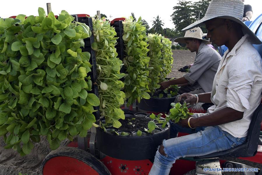 CUBA-PINAR DEL RIO-CULTIVO-TABACO