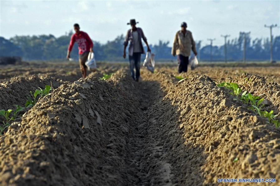 CUBA-PINAR DEL RIO-CULTIVO-TABACO