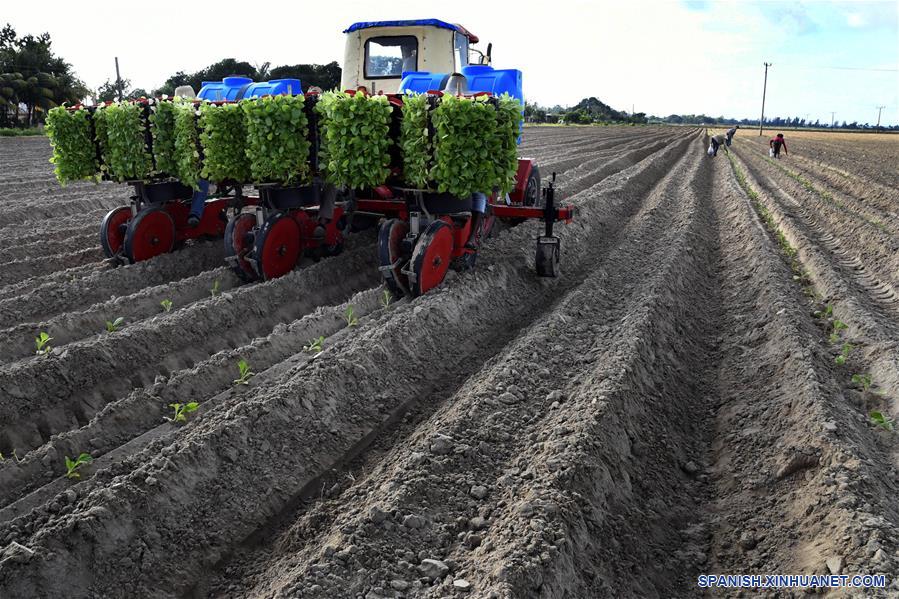 CUBA-PINAR DEL RIO-CULTIVO-TABACO
