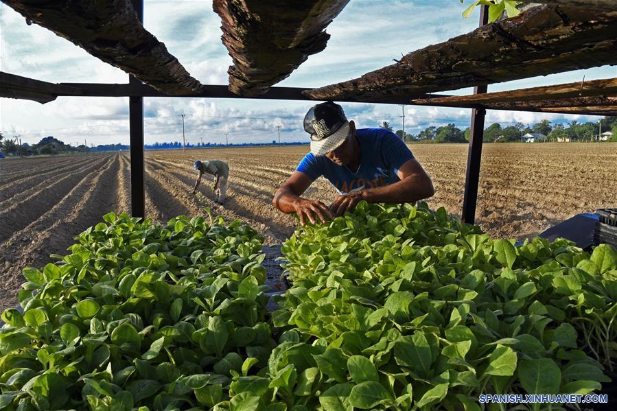 CUBA-PINAR DEL RIO-CULTIVO-TABACO