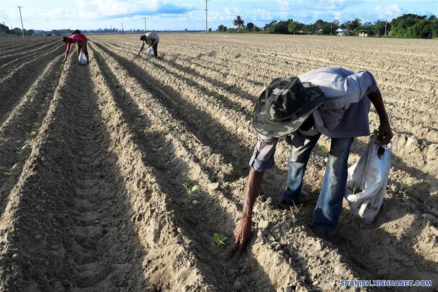 CUBA-PINAR DEL RIO-CULTIVO-TABACO