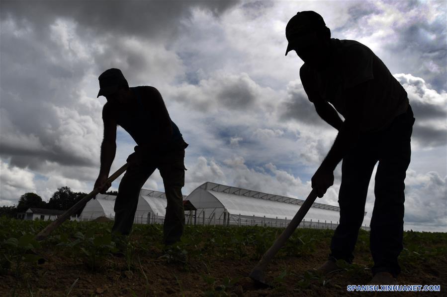 CUBA-PINAR DEL RIO-CULTIVO-TABACO